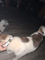 MoonShine , a male Akita for sale in South Bend, IN – 5 of 10