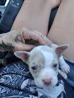 Cao cao, a male American Bully for sale in South Bend, IN – 4 of 6