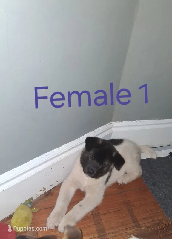 Female 1 – Akita puppy for sale in South Bend, IN
