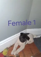Female 1, a female Akita for sale in South Bend, IN – 1 of 1