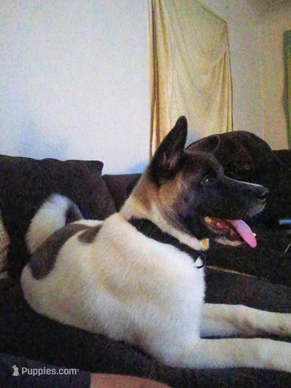 MoonShine  – Akita puppy for sale in South Bend, IN