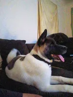MoonShine , a male Akita for sale in South Bend, IN – 1 of 2
