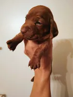 Jonny cash , a male Miniature Dachshund for sale in South Bend, IN – 2 of 2