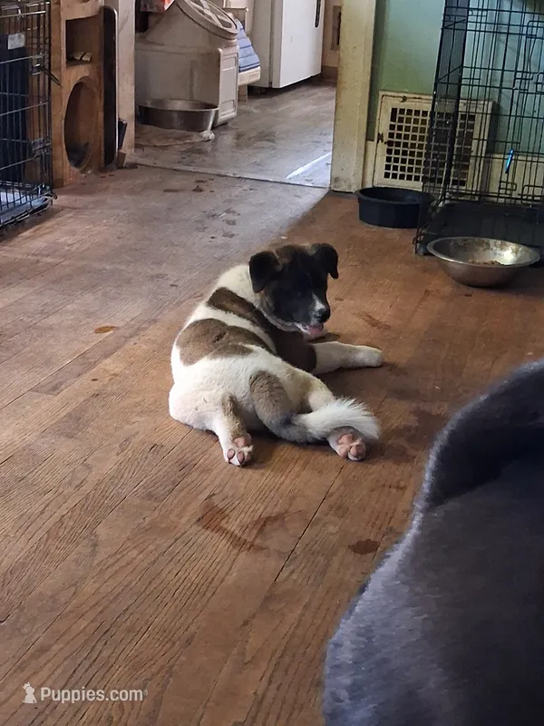 MoonShine  – Akita puppy for sale in South Bend, IN