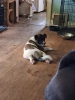 MoonShine , a male Akita for sale in South Bend, IN – 1 of 3