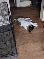 MoonShine , a male Akita for sale in South Bend, IN – 3 of 5