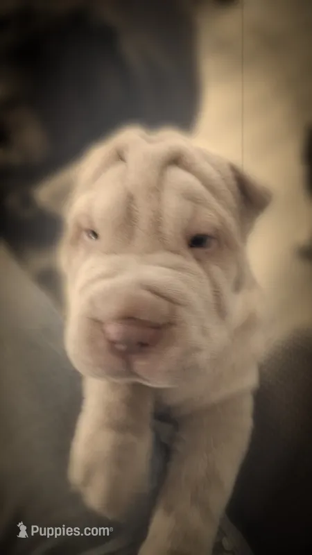 Bīng jīng  – Chinese Shar-Pei puppy for sale in South Bend, IN