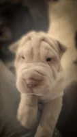 Bīng jīng , a male Chinese Shar-Pei for sale in South Bend, IN – 1 of 10