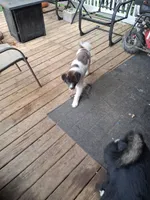 MoonShine , a male Akita for sale in South Bend, IN – 3 of 3