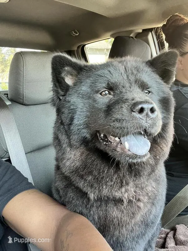 Willow  – Chow Chow puppy for sale in South Bend, IN