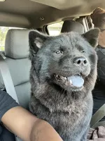 Willow , a female Chow Chow for sale in South Bend, IN – 1 of 2