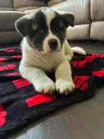 Male 1, a male Akita for sale in South Bend, IN – 2 of 2