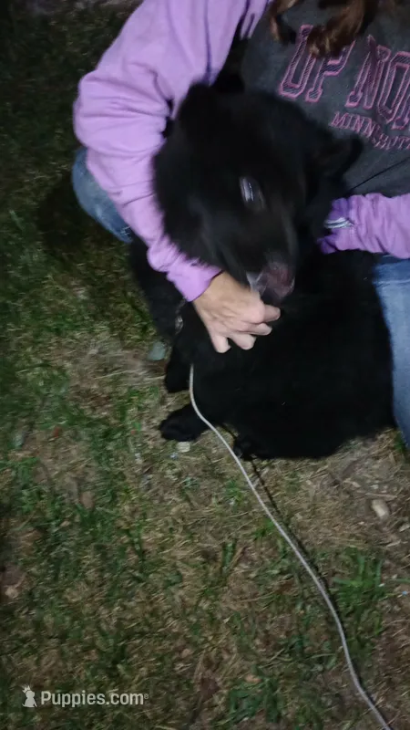 Raven  – Chow Chow puppy for sale in South Bend, IN