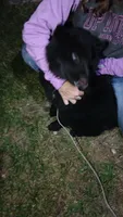 Raven , a female Chow Chow for sale in South Bend, IN – 1 of 3