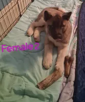 Female 2, a female Akita for sale in South Bend, IN – 1 of 1
