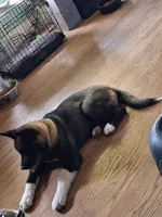 Yuki, a female Akita for sale in South Bend, IN – 2 of 5