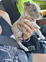 Cao cao, a male American Bully for sale in South Bend, IN – 2 of 6