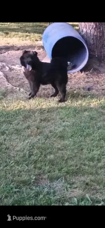 Raven  – Chow Chow puppy for sale in South Bend, IN