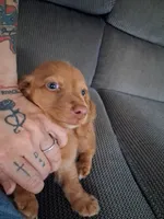 Last male., a male Miniature Dachshund for sale in South Bend, IN – 3 of 9