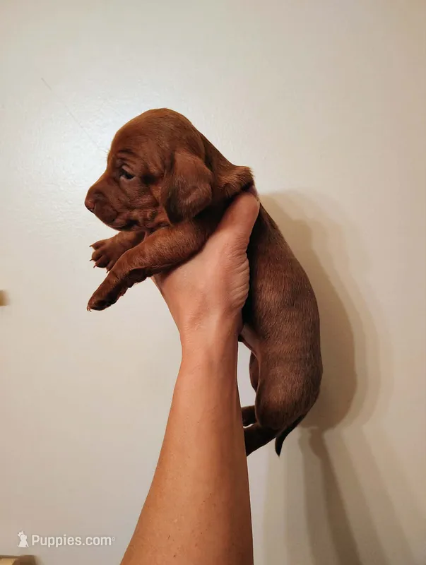 Jonny cash  – Miniature Dachshund puppy for sale in South Bend, IN