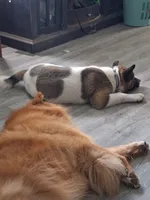 MoonShine , a male Akita for sale in South Bend, IN – 2 of 10