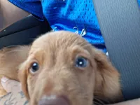 Last male., a male Miniature Dachshund for sale in South Bend, IN – 7 of 9