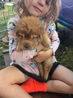 Ree, a female Chinese Shar-Pei for sale in South Bend, IN – 2 of 10