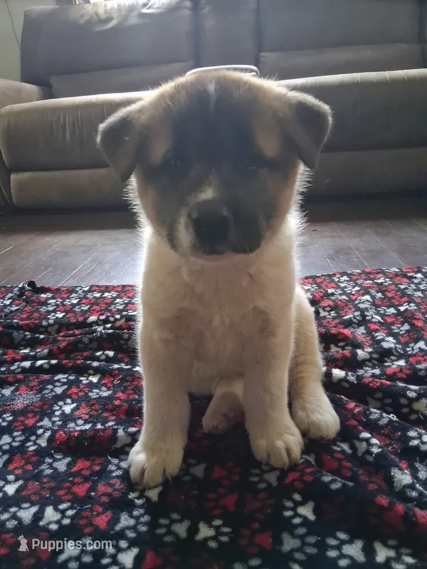 Male 3 – Akita puppy for sale in South Bend, IN