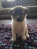 Male 3, a male Akita for sale in South Bend, IN – 1 of 2