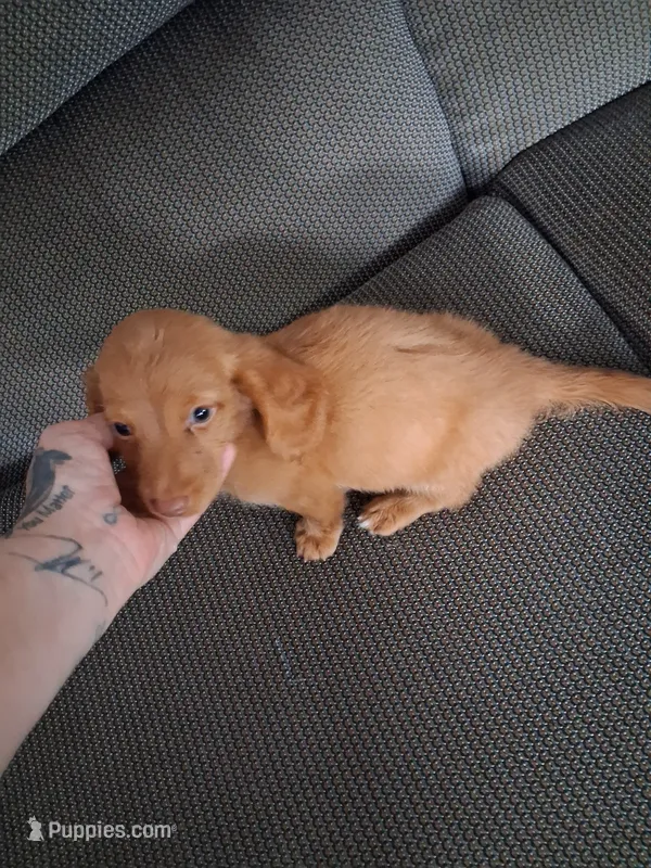Last male. – Miniature Dachshund puppy for sale in South Bend, IN