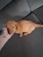 Last male., a male Miniature Dachshund for sale in South Bend, IN – 1 of 9