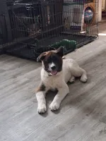 MoonShine , a male Akita for sale in South Bend, IN – 8 of 10