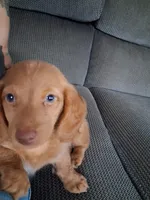 Last male., a male Miniature Dachshund for sale in South Bend, IN – 5 of 9