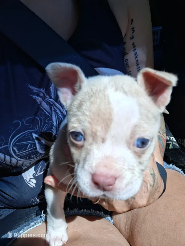 Cao cao – American Bully puppy for sale in South Bend, IN