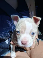 Cao cao, a male American Bully for sale in South Bend, IN – 1 of 6