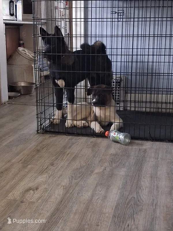 Yuki – Akita puppy for sale in South Bend, IN