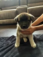 Male 2, a male Akita for sale in South Bend, IN – 1 of 2