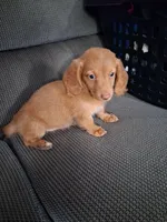 Last male., a male Miniature Dachshund for sale in South Bend, IN – 6 of 9