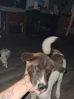 MoonShine , a male Akita for sale in South Bend, IN – 6 of 10