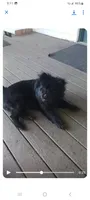 Willow , a female Chow Chow for sale in South Bend, IN – 2 of 2