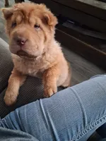 Ree, a female Chinese Shar-Pei for sale in South Bend, IN – 10 of 10