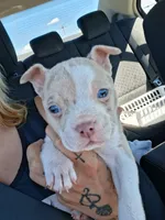 Cao cao, a male American Bully for sale in South Bend, IN – 5 of 6
