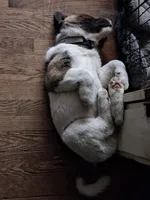 MoonShine , a male Akita for sale in South Bend, IN – 4 of 5