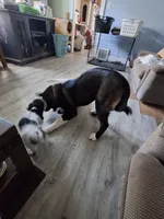 Yuki, a female Akita for sale in South Bend, IN – 6 of 8