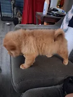 Ree, a female Chinese Shar-Pei for sale in South Bend, IN – 9 of 10
