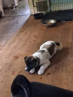 MoonShine , a male Akita for sale in South Bend, IN – 2 of 3