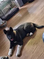 Yuki, a female Akita for sale in South Bend, IN – 3 of 5