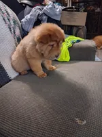 Ree, a female Chinese Shar-Pei for sale in South Bend, IN – 5 of 10