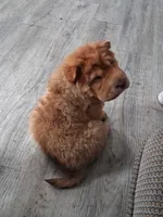 Ree, a female Chinese Shar-Pei for sale in South Bend, IN – 1 of 10
