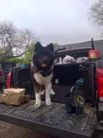 Mars, a male Akita for sale in South Bend, IN – 2 of 2